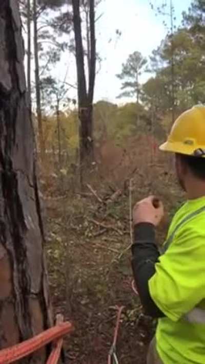 Cutting down a tree goes wrong