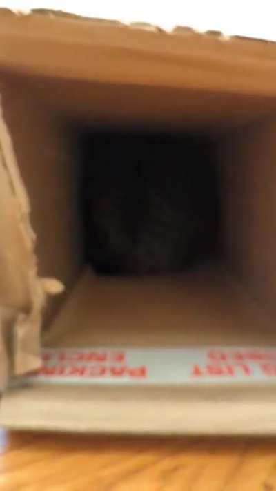 VISCOuS CAVE BeASt PrOVOKED by nAiVE caMeraMAn