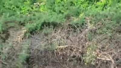 Leopard fishing