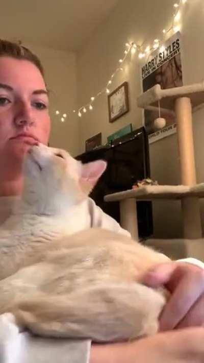 Котик