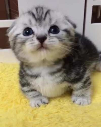 Cuteness Overload