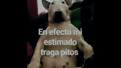 PAL MAAU