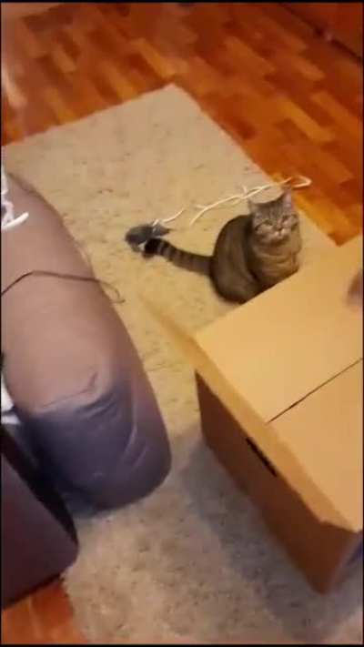 It's time for some real cat traps