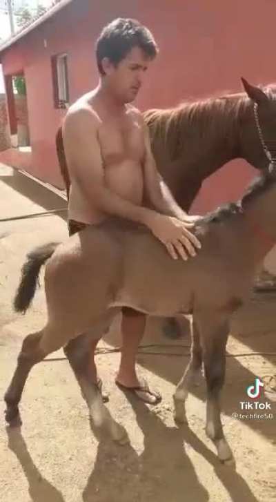 Como castrar um animal de maneira r&aacute;pida