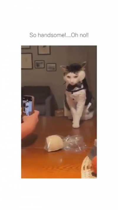 gorgeous cat