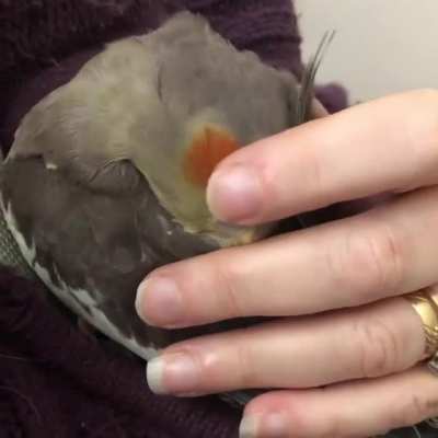 Grandma gives the chicken some nice pets and they're very happy about it