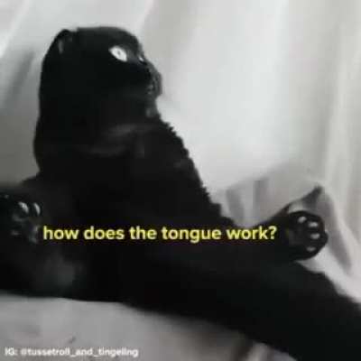 A Cat Has A Monologue