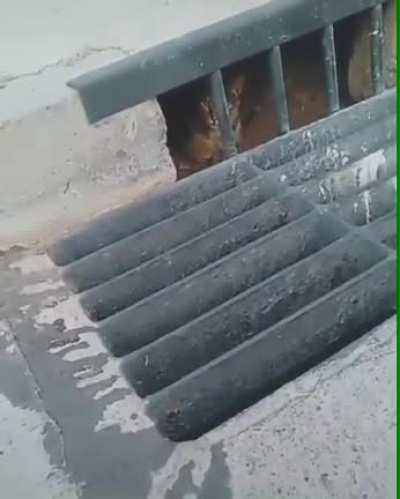 Gato piniguai