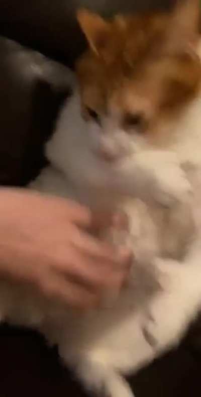 Big gato squeaks