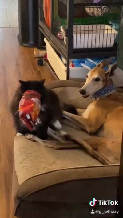 Contributed my brother&rsquo;s cat to TikTok