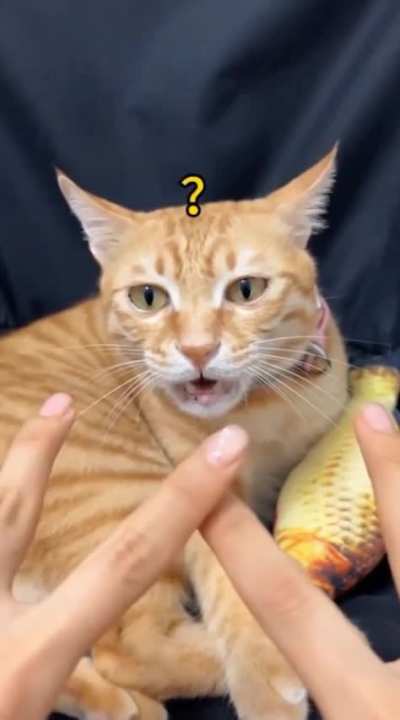 Cat is not responding