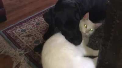 I think they belong here. The cat (m) is actually two years older than the dog (f)
