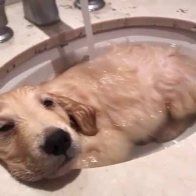 This pup is living it&rsquo;s best life