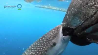 🔥 Whale Shark has learned how to steal food from fishing nets.
