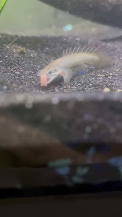 Shenron vs sinking pellets