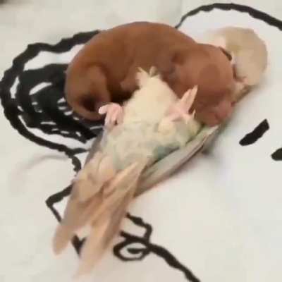 Cuddlebug