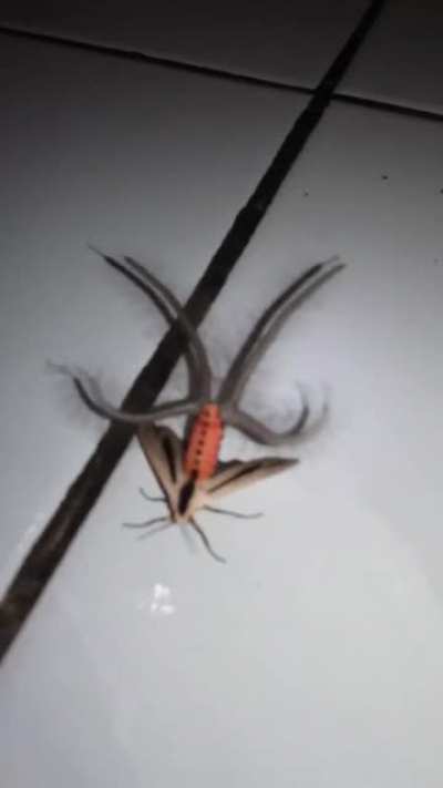 Thanks, i hate Australian Tentacle Moth aka Stranger Things kinda bullshit