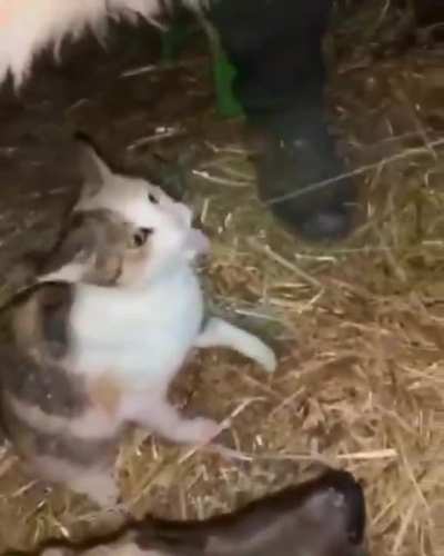 Gato Cum😳