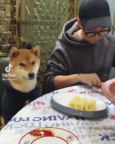 Cool Dog 😎