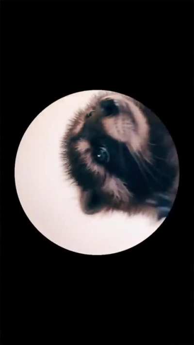 [Meme Of The Day] Raccoon Dancing in a Circle