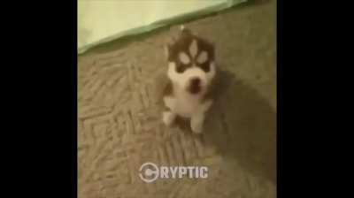 little video