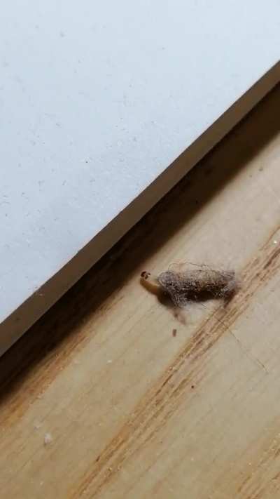 Italy,  ~1 cm, on a dusty shelf