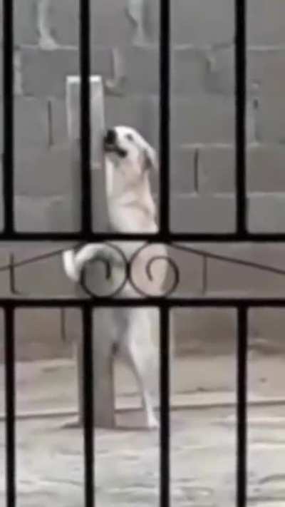 Big boy (🐕 version)