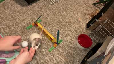 My smol rat Pistachio is starting to learn flyball!