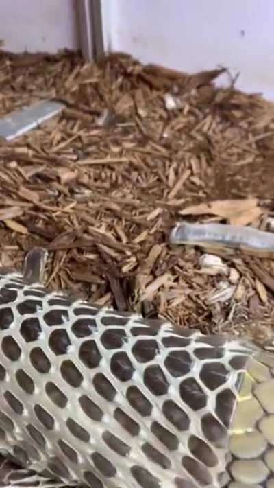 A snake sheathing its skin