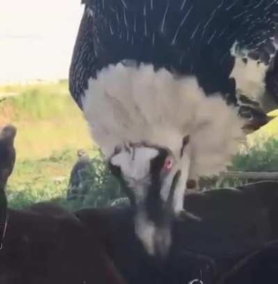Someone posted a nice pic of a bearded vulture... 
