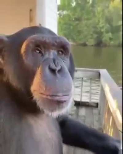 monke