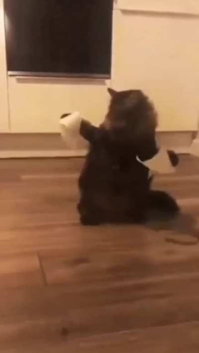 I thought cats had good balance