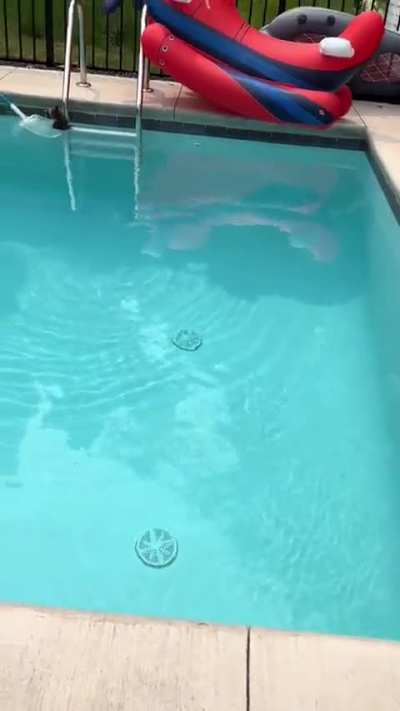 Baby raccoon rescued from this couple&acirc;s pool