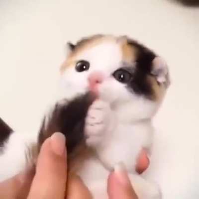 Nom nom