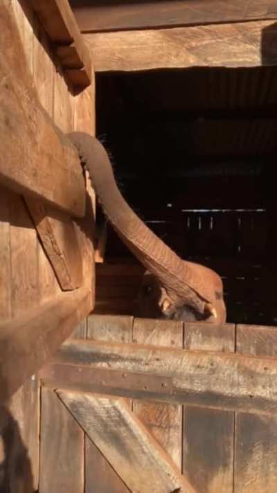 &ldquo;I&rsquo;m going to bed&hellip;did you see?&rdquo; - baby Bondeni at Sheldrick Wildlife Trust in Kenya