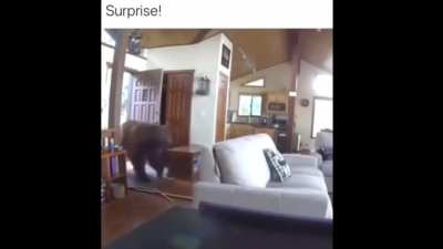 &ldquo;The first time that I heard Bob Dylan... and on came that snare shot that sounded like somebody kicked open the door to your mind, from &ldquo;Like a Rolling Stone.&rdquo; -Bruce Springsteen. I made this after seeing this bear video and could not pass up the opportu