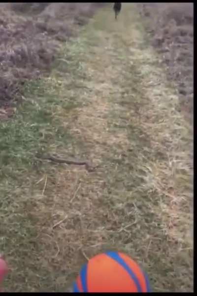 He can&rsquo;t walk past the snake