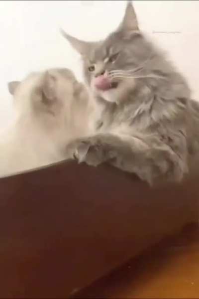 Giga cat