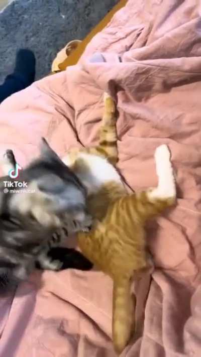 "What the heck bro?!"