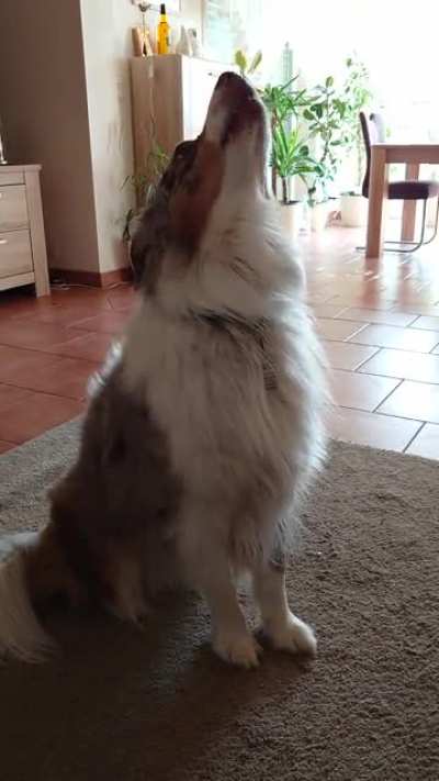 He trained himself to howl whenever the phone rings. Nice side effect, he walks to the phone and starts howling so we always know where a phone is.