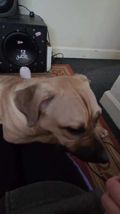 Anyone else got a corso or corso cross assistance/service dog?