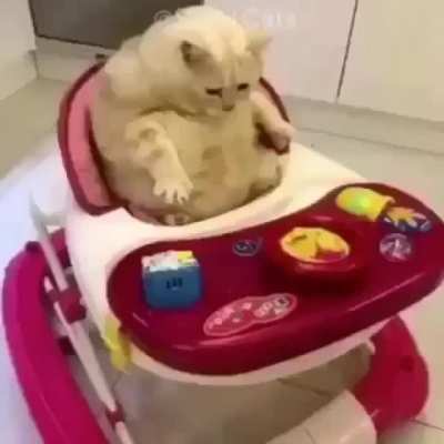 Cats are weird