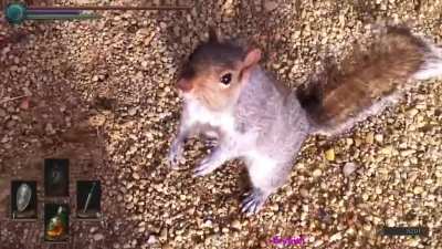 Death by squirrel