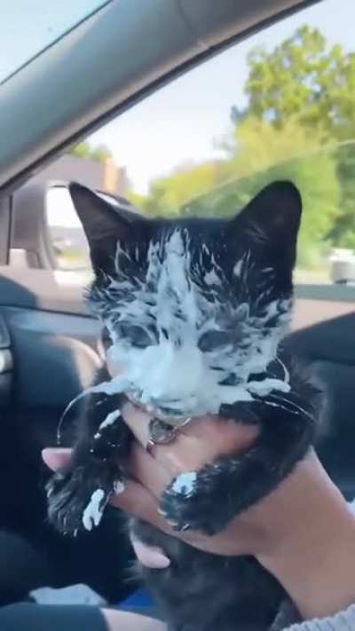 Котик