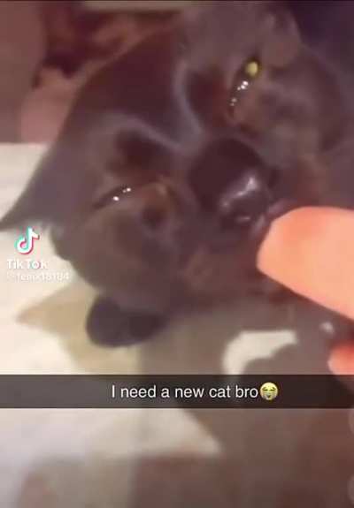 Wordington cat
