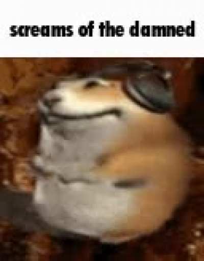 rat