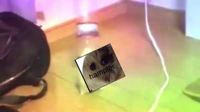HAMPTER