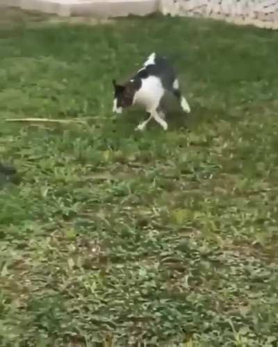 Why you little!