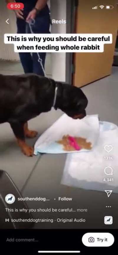 PSA: Don&rsquo;t let your dog eat an entire rabbit.