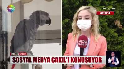 Aktrollerden daha zeki bu papağan Xsdkskfkkskfkzjfjzjjjsksjdjajjsjas
